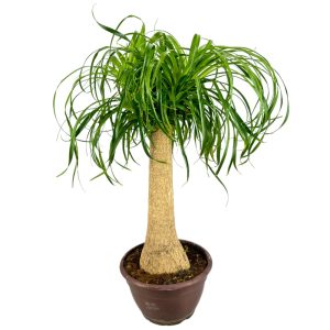Beaucarnea Recurvata in vaso 25 cm