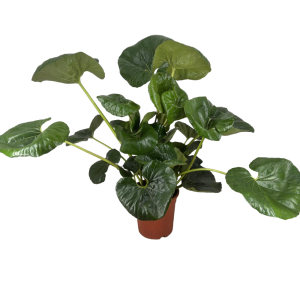 Farfugium Japonicum Giganteum in vaso 18