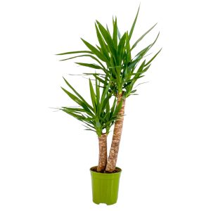 Yucca 2 tronchi 60/30 cm in vaso 18 cm
