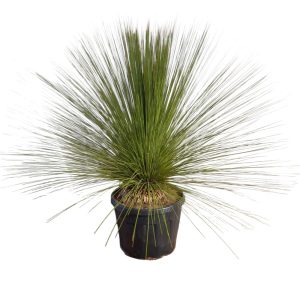 Albero d’Erba Messicano DASYLIRION LONGISSIMUM in vaso 18 cm