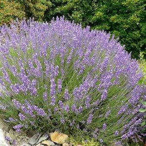 Lavanda spiccata Vera in vaso 14 cm