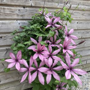 Clematis Princess Arabelle in vaso cm 18