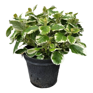 Incenso in vaso 14 cm