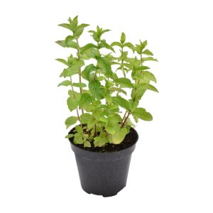 Menta Piperita siciliana in vaso 14 cm